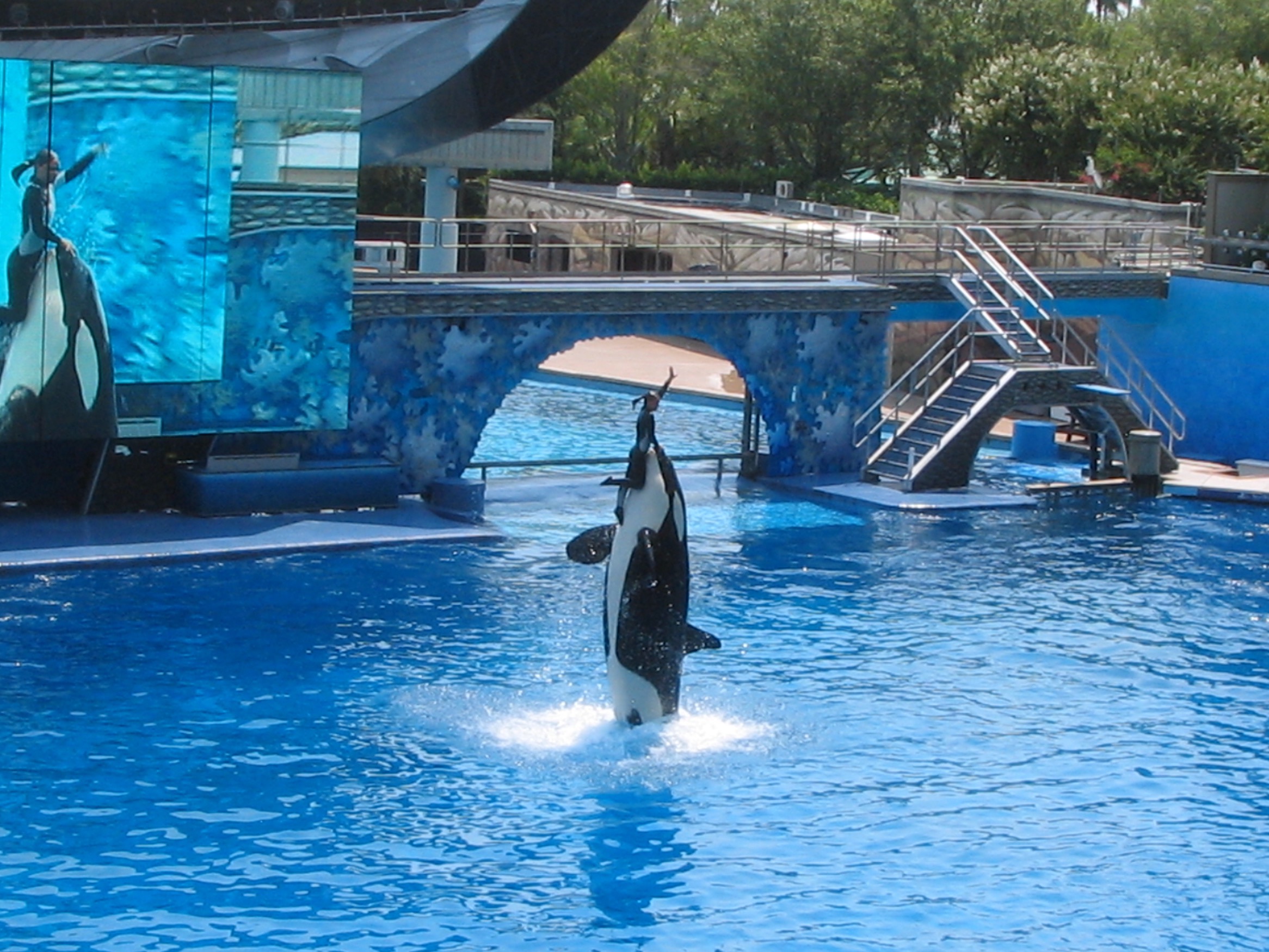 SeaWorld : décès de Tilikum, célèbre orque