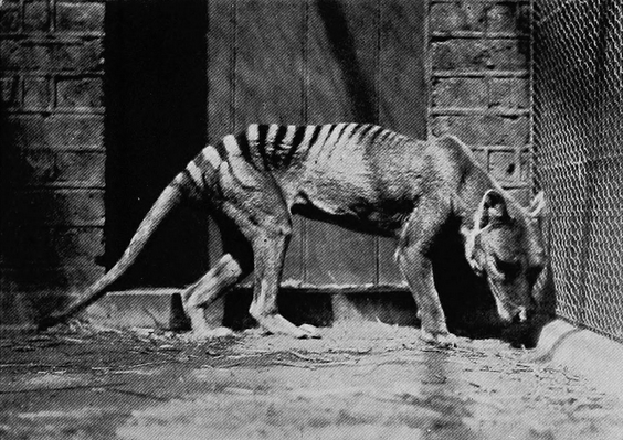 Le thylacine, disparu depuis 1936