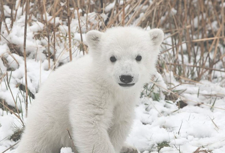 La mort d’un ourson polaire au zoo de Berlin