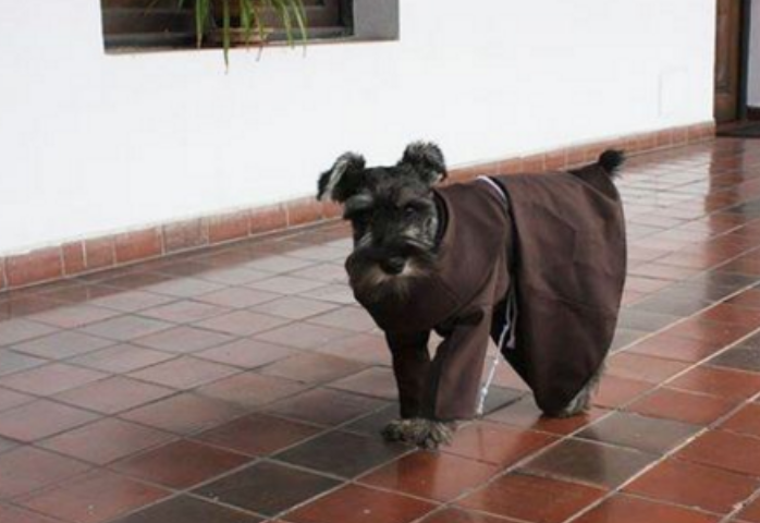 Un monastère bolivien accueille un chien comme nouveau frère