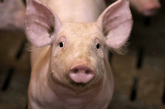Images choquantes (encore) d&rsquo;un abattoir de porc à Tielt en&nbsp;Belgique.