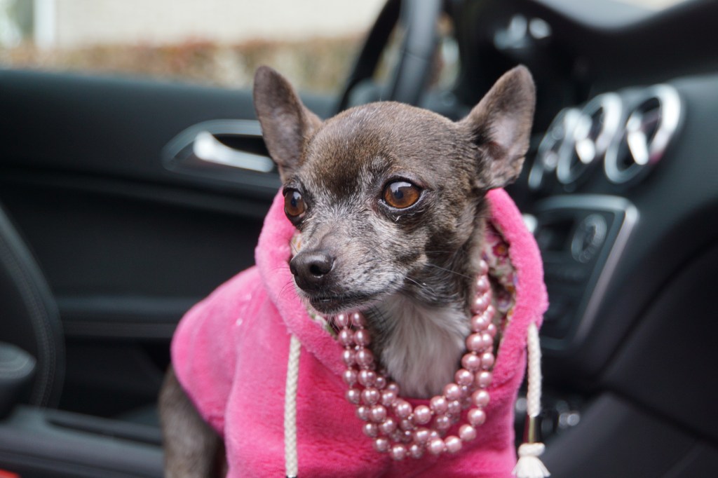 Quand mon chihuahua apatride devient pourtant&nbsp;mannequin.