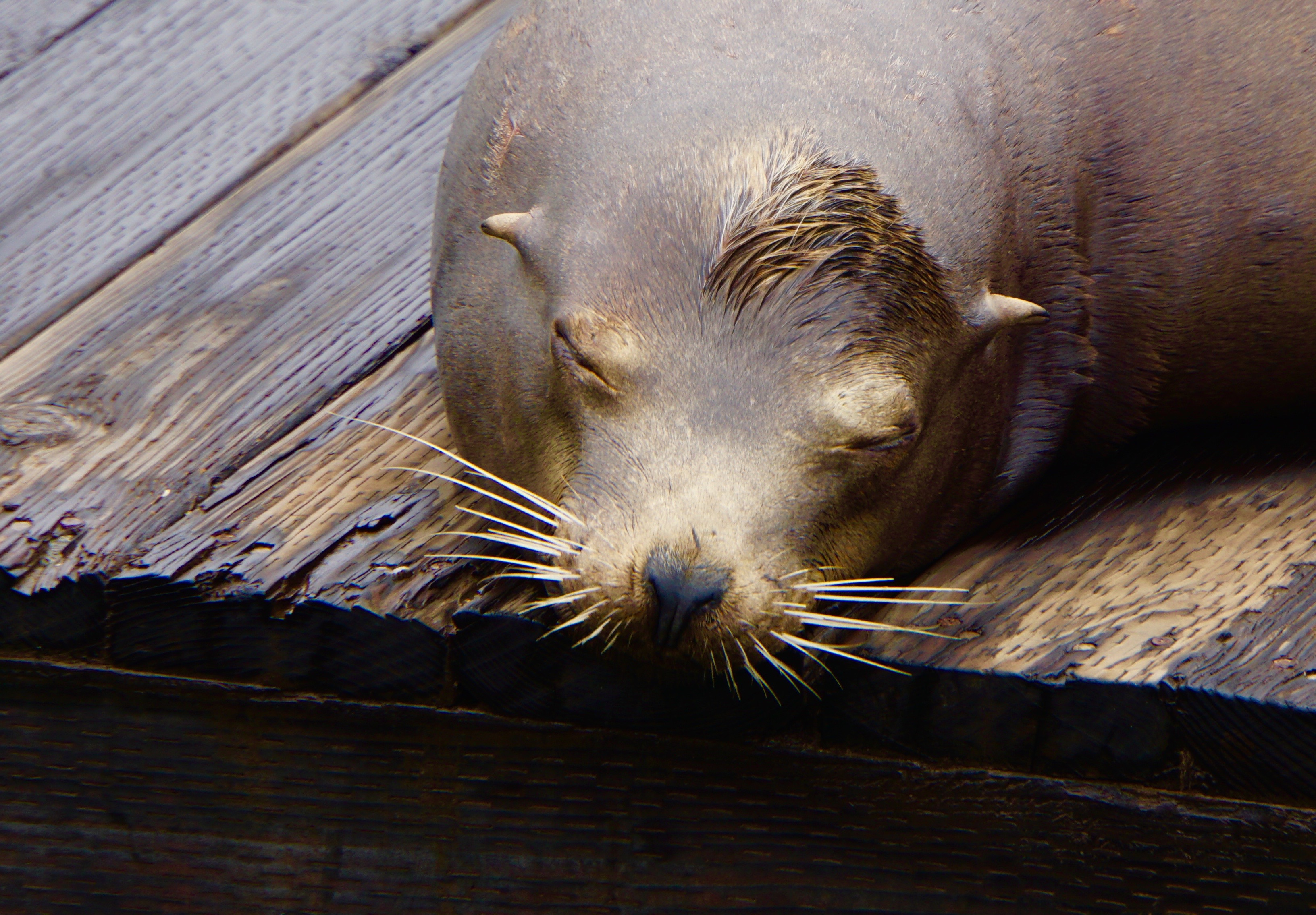 Quelles sont les différences entre les phoques et les otaries ?