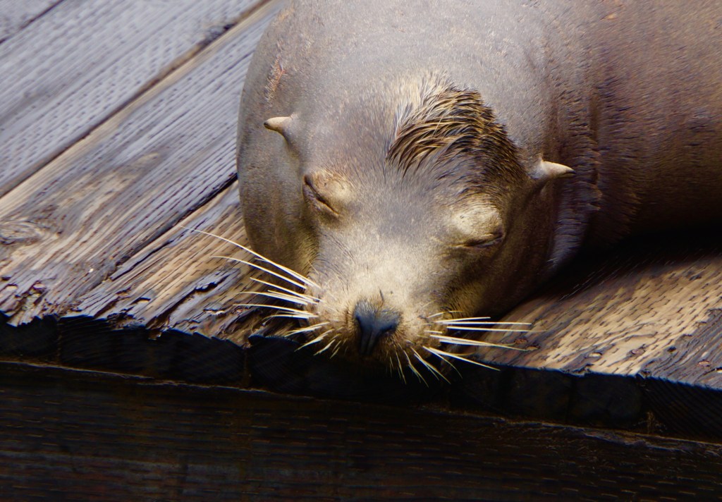 Quelles sont les différences entre les phoques et les otaries&nbsp;?