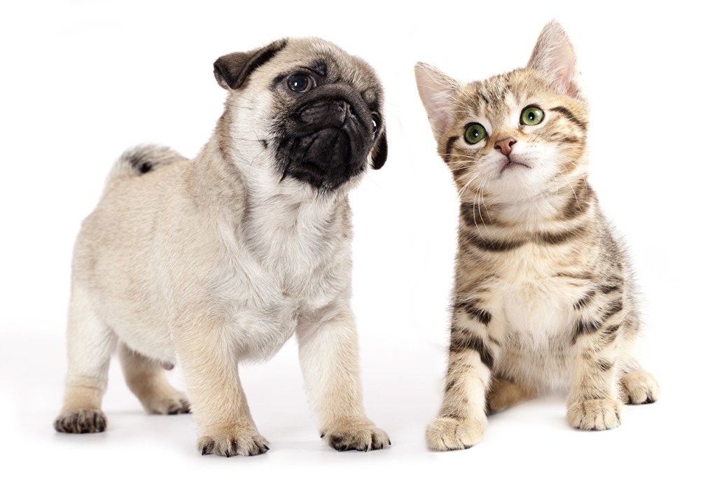 Qui est le plus intelligent : le chien ou le chat&nbsp;?