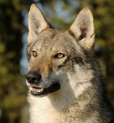 Loup Tchèque