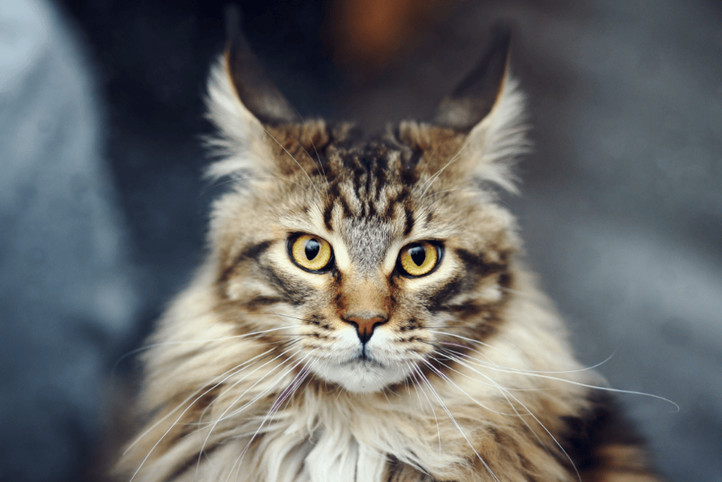 Message au dégénéré qui a brûlé son&nbsp;chat