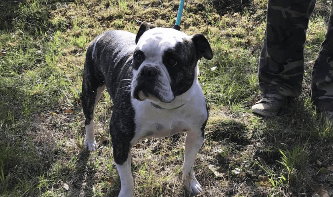 A quelle place se trouve votre coeur Monsieur Huart (Bourgmestre de Nivelles) ? Un chien torturé va être rendu à ses&nbsp;bourreaux.