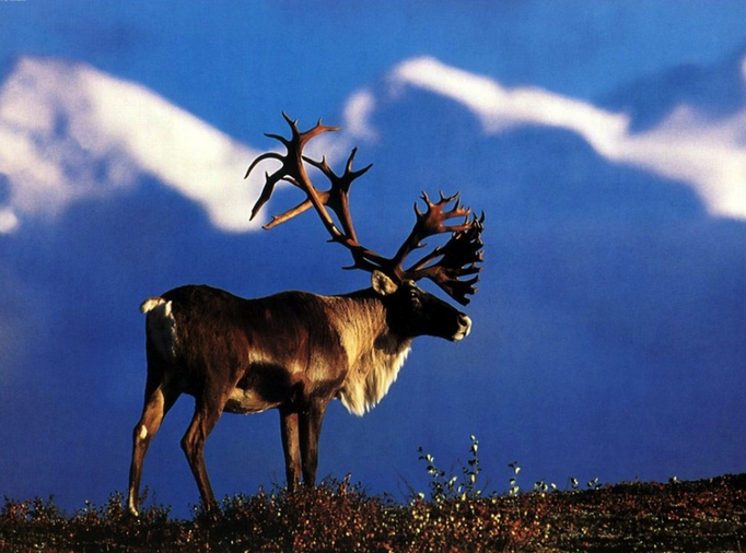 Quelle différence entre le renne et le caribou ?