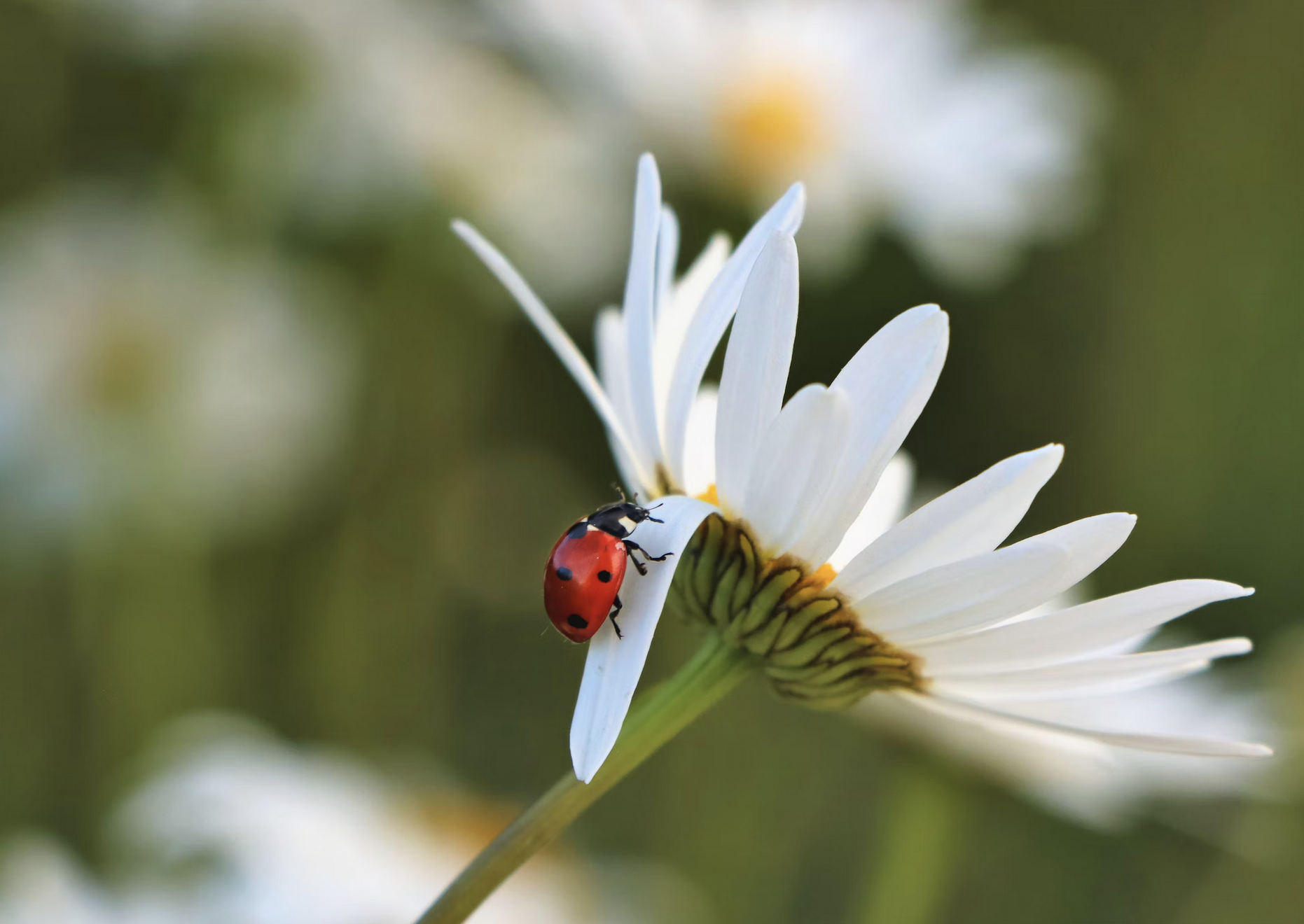 Coccinelles : saviez-vous que ?