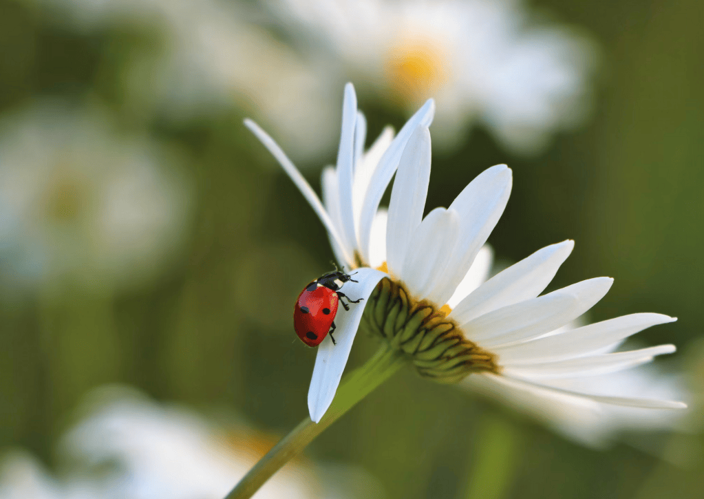Coccinelles : saviez-vous que ?