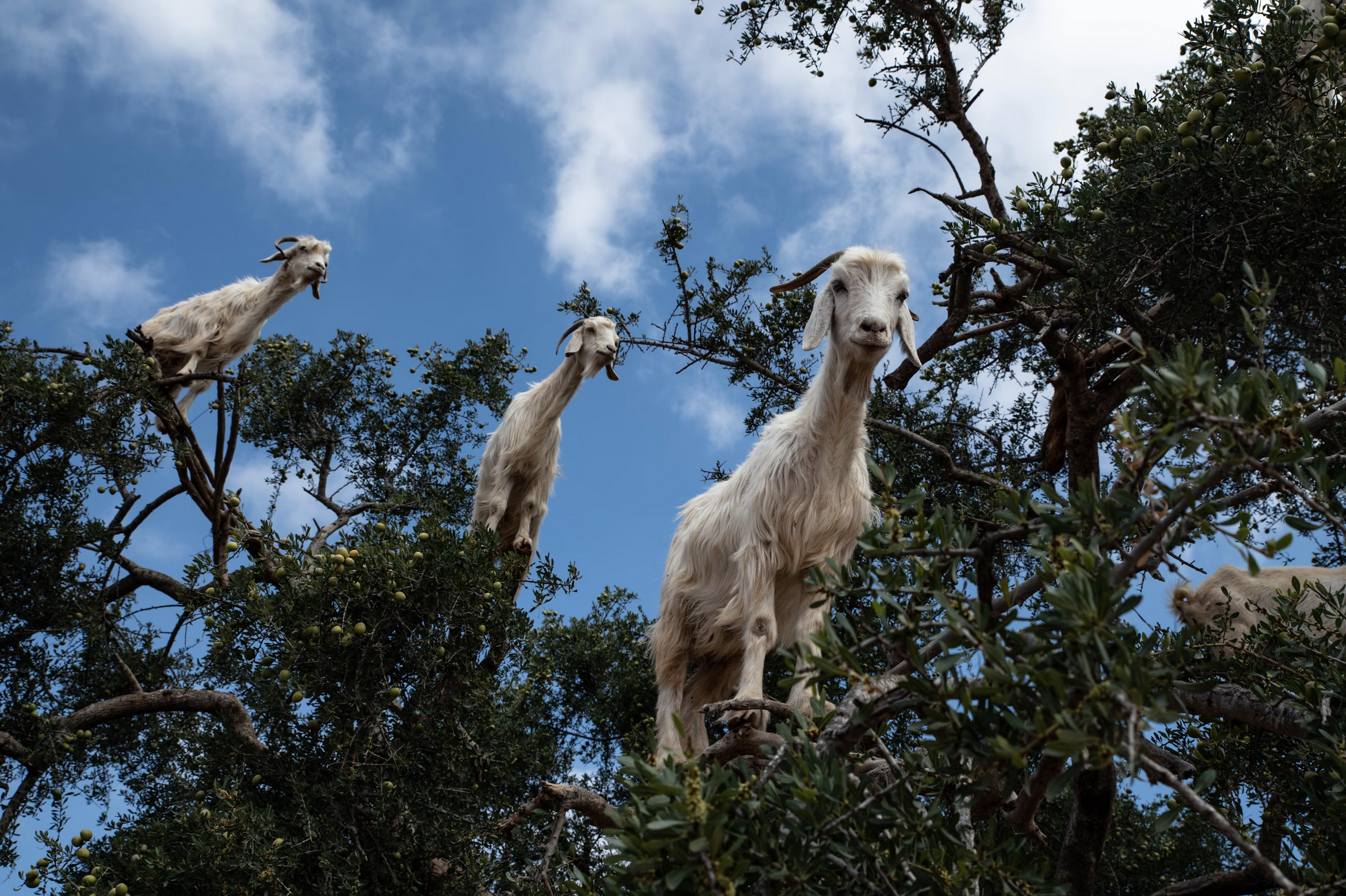 Le scandale des chèvres des arbres au Maroc