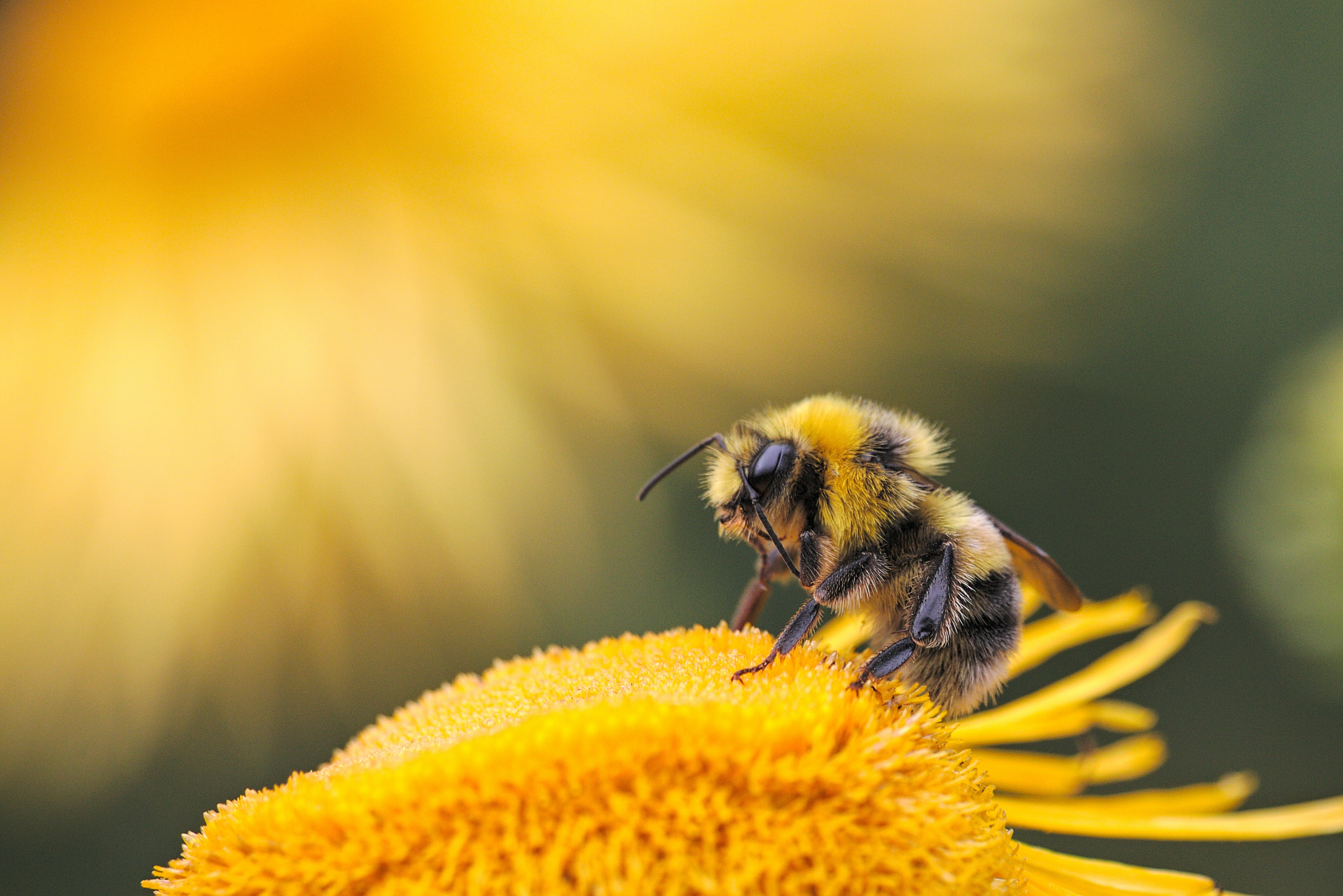 La danse des abeilles : un langage fascinant