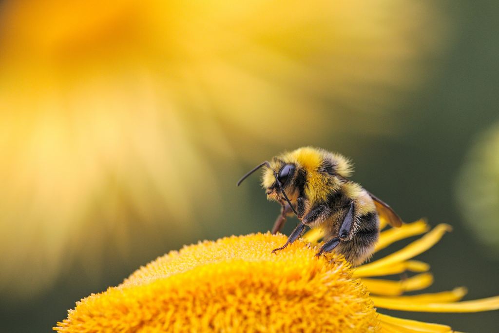 La danse des abeilles : un langage fascinant