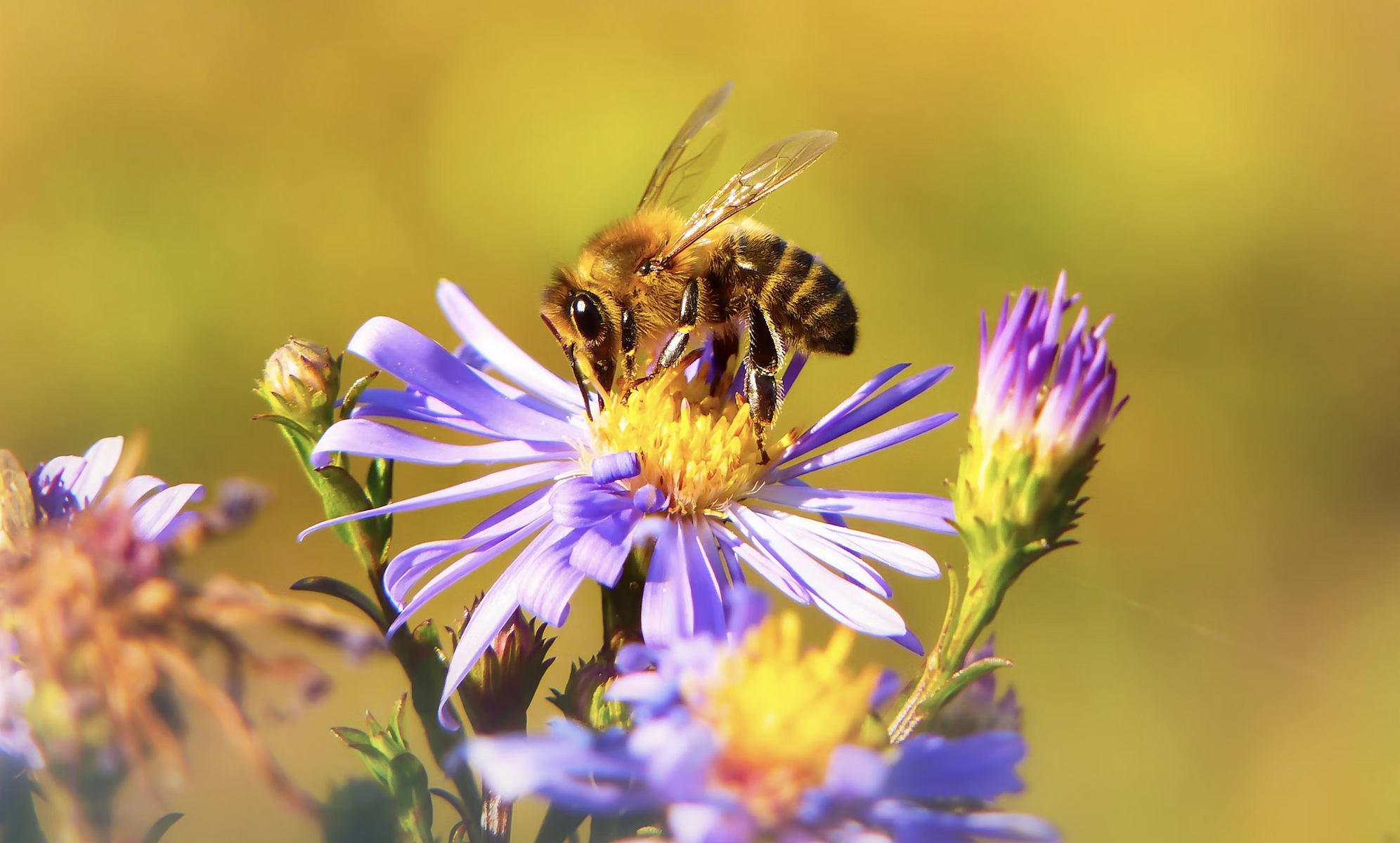 B., l’abeille qui fait le buzz pour sauver ses amies