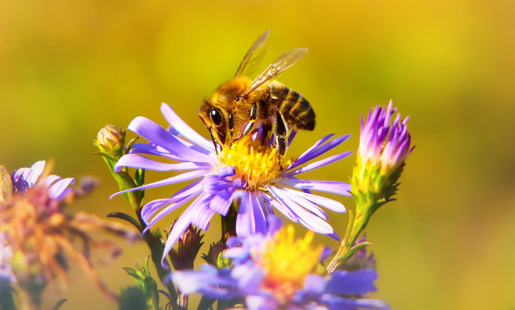 B. : cette abeille qui fait le buzz sur Instagram pour sauver ses amies