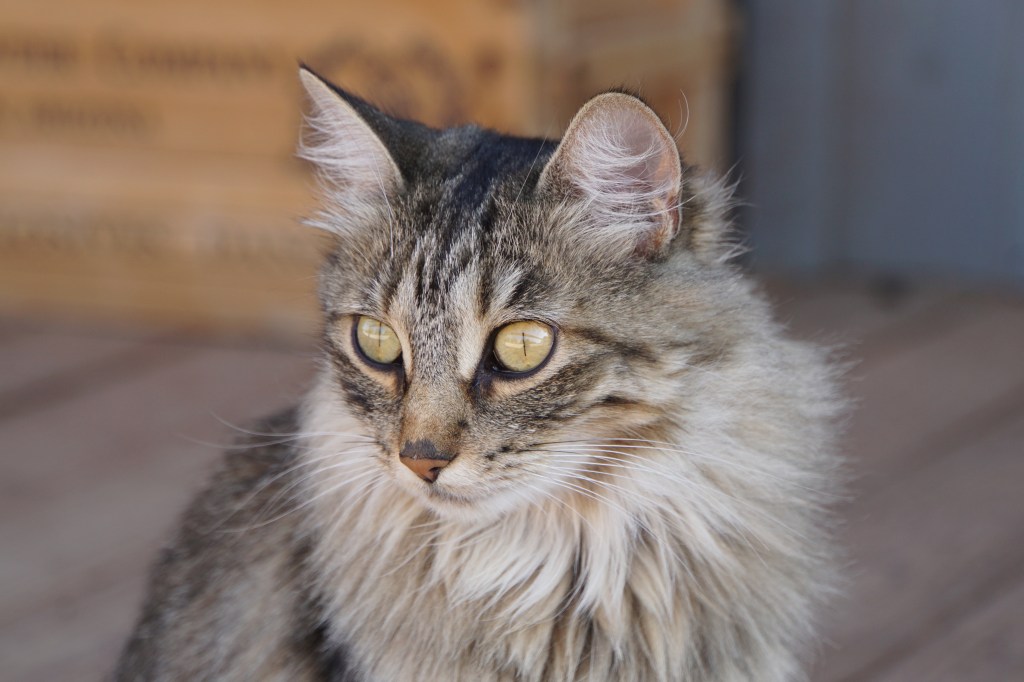Les chats peuvent-ils prédire la mort ?
