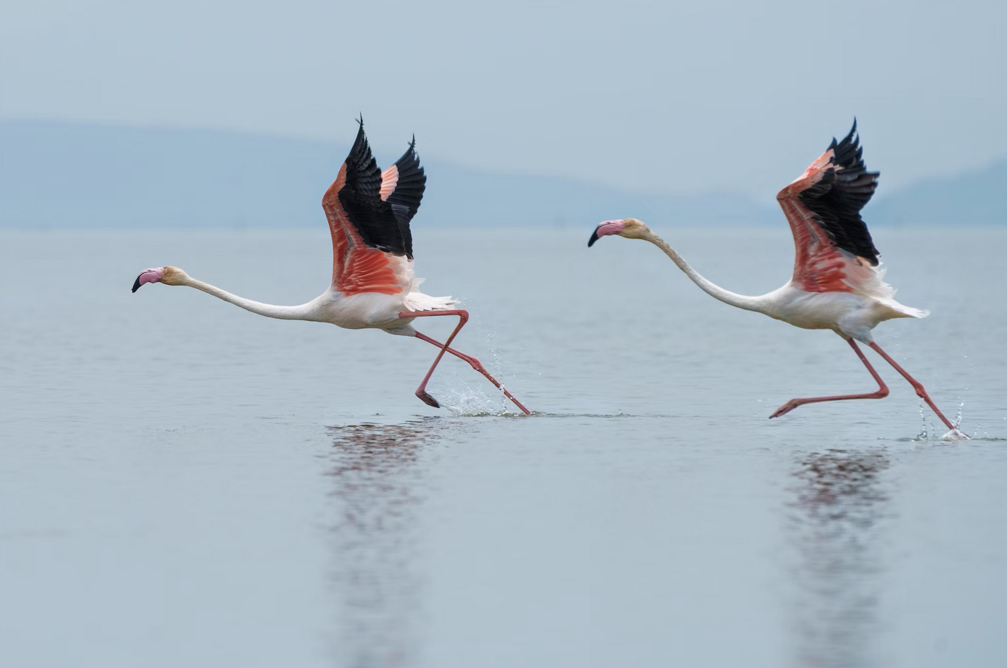 Les flamants roses et leurs étonnantes particularités