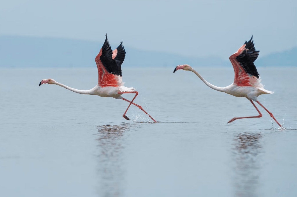 Saviez-vous que les flamants plient leurs pattes à la cheville, pas au genou ? Et bien d’autres faits intéressants.