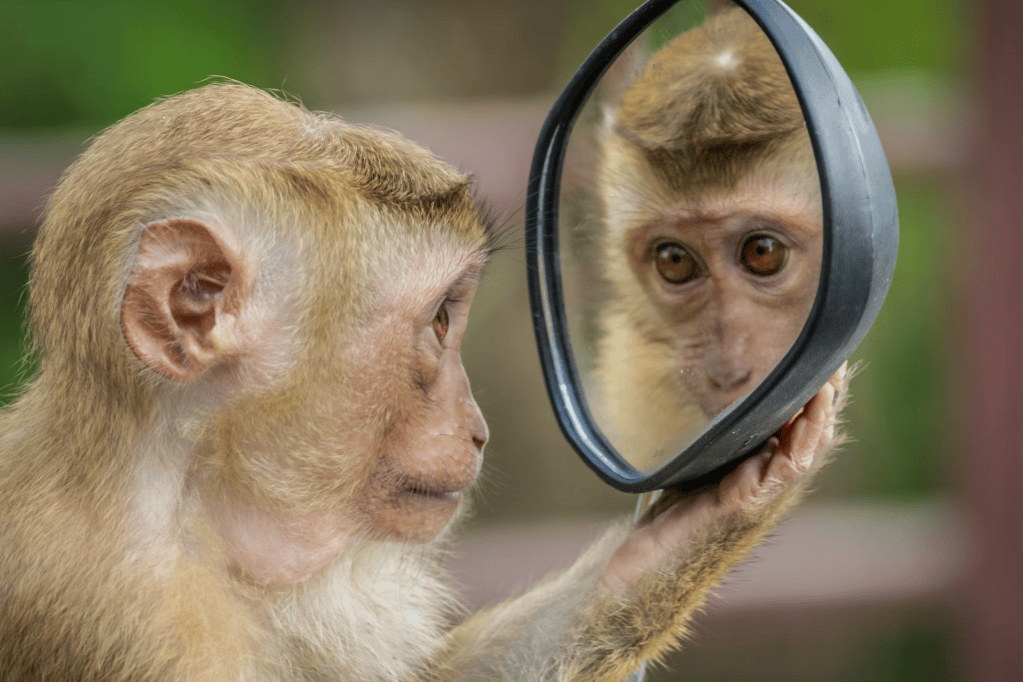 Les animaux qui réussissent le test du miroir : une élite très restreinte