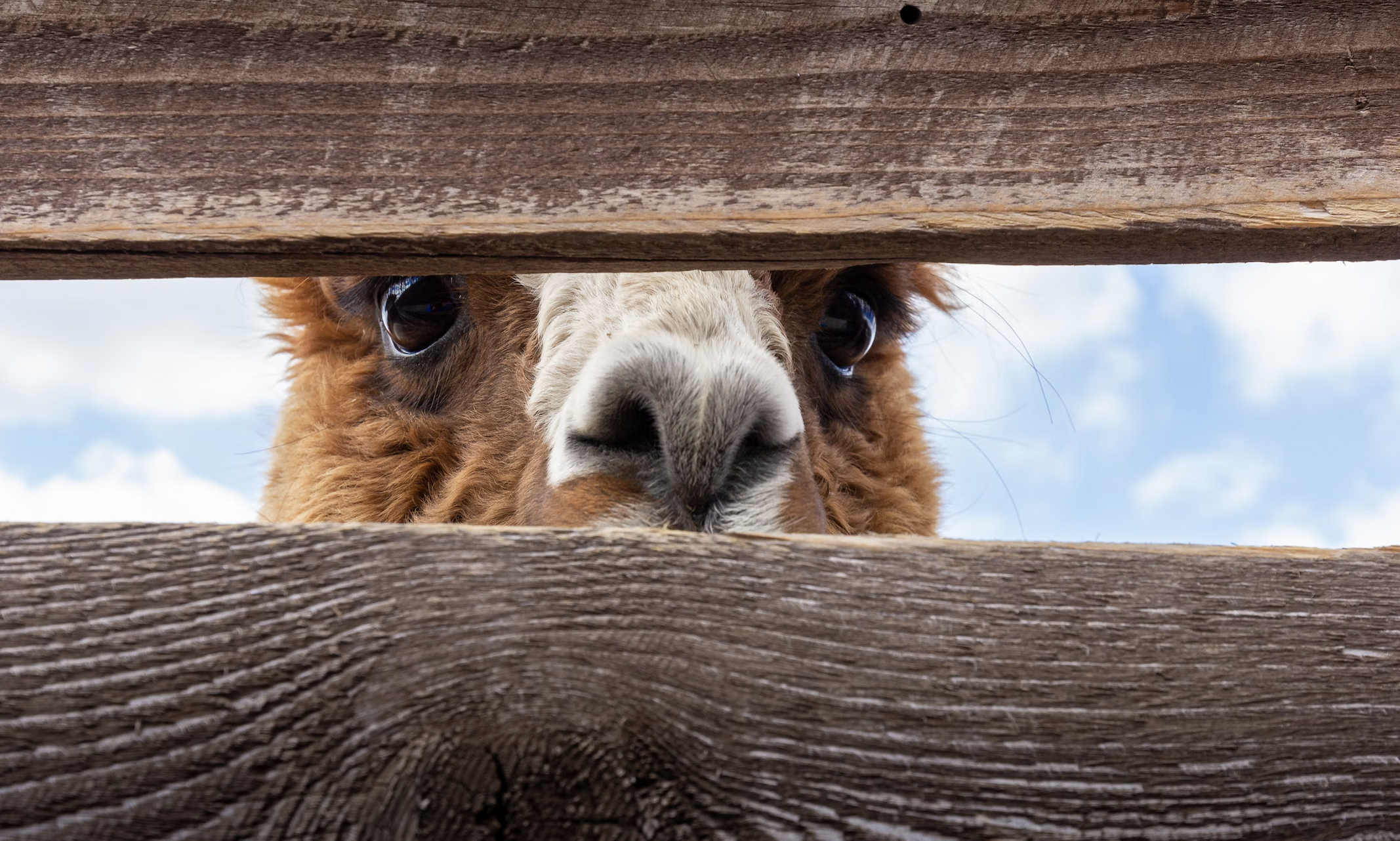Alpagas et lamas : quelles différences ?