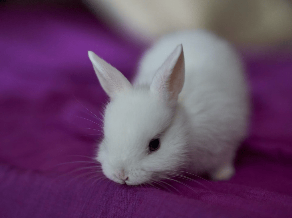 Les tests sur les animaux pour les produits cosmétiques : où en est-on&nbsp;?