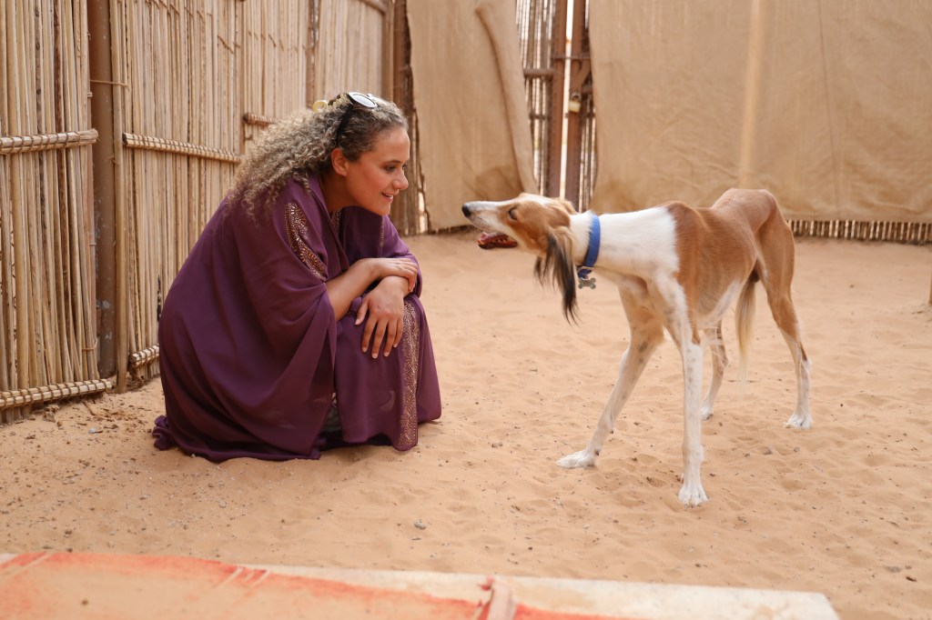 Le Saluki : Un Trésor Millénaire, pourtant souvent abandonné