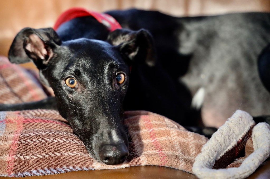 Les Galgos Noirs : des Bijoux ignorés par pure injustice chromatique