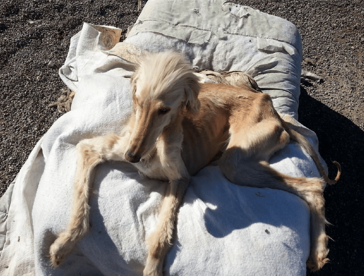 Maltraitance animale : des lois plus dures… mais une justice encore trop douce&nbsp;?