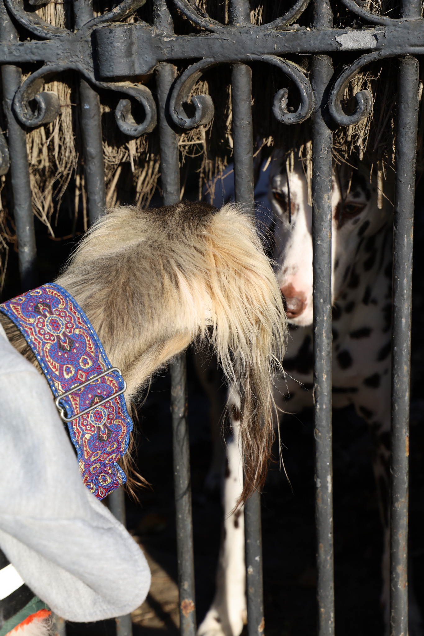 Un lévrier au collier coloré s'approche d'un chien derrière une grille en fer forgé