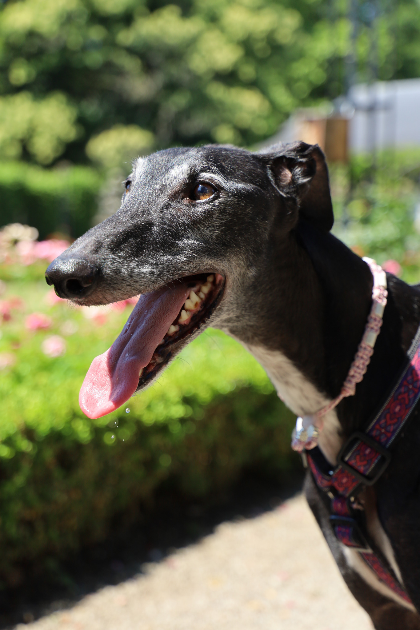 Gomez, galgo noir au museau grisonnant dans le jardin