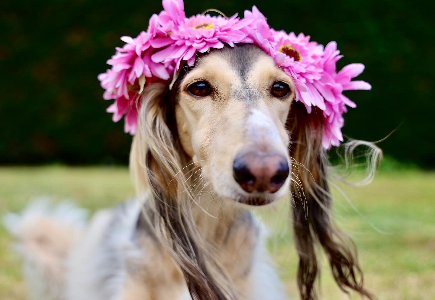 Azar, saluki sauvé à Abu Dhabi